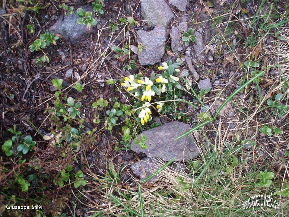 18° Bei Fiori.jpg
